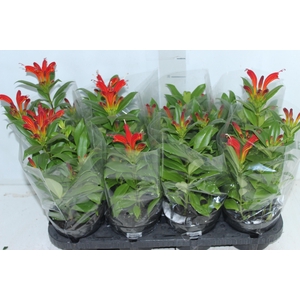 AESCHYNANTHUS SPECIOSUS P14