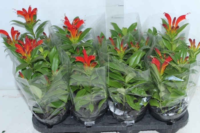 <h4>AESCHYNANTHUS SPECIOSUS P14</h4>