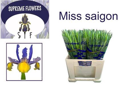 <h4>Iris Miss Saigon</h4>
