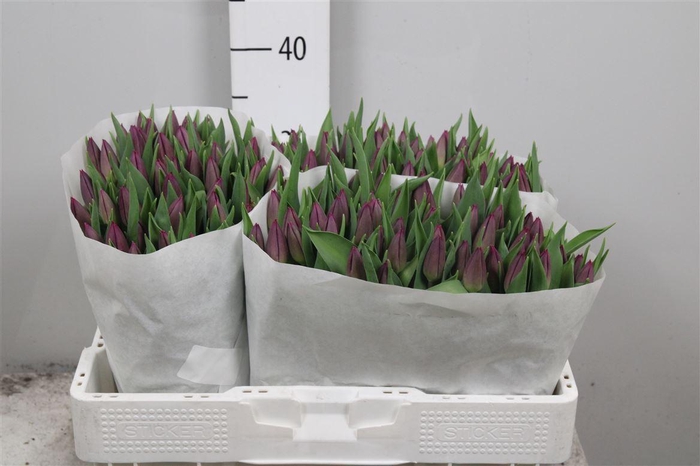 <h4>Tu En Purple Prince</h4>