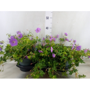 Geranium  'Bloom Me Away'