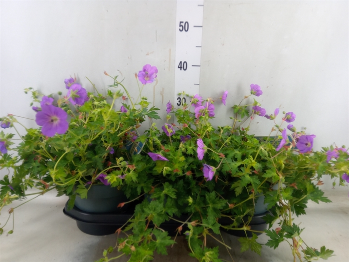 <h4>Geranium  'Bloom Me Away'</h4>