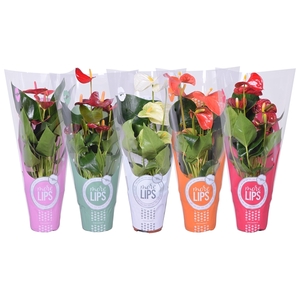 MoreLIPS® Anthurium mix in ShowHoes