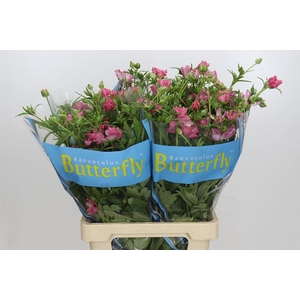 RANUNCULUS  'BUTTERFLY ISIS'