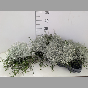 LEUCOPH COMP SILVER
