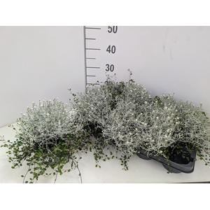 LEUCOPH COMP SILVER