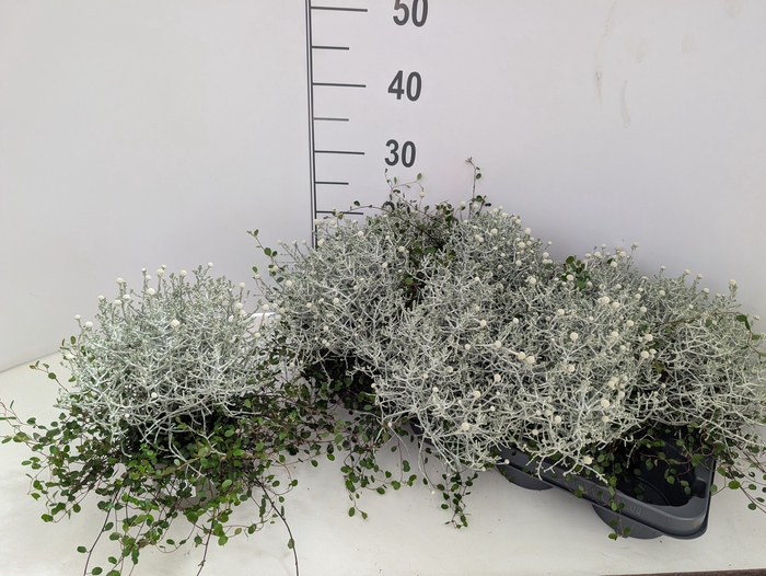 <h4>LEUCOPH COMP SILVER</h4>