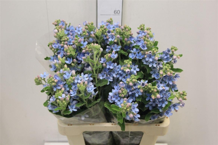 <h4>Oxypetal Tan Pur Blu</h4>