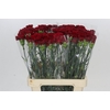 Dianthus St Junko