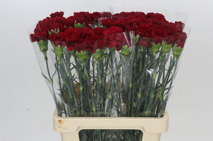 Dianthus St Junko
