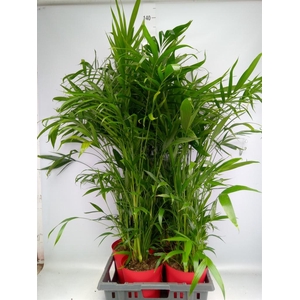 Chamaedorea cataractarum