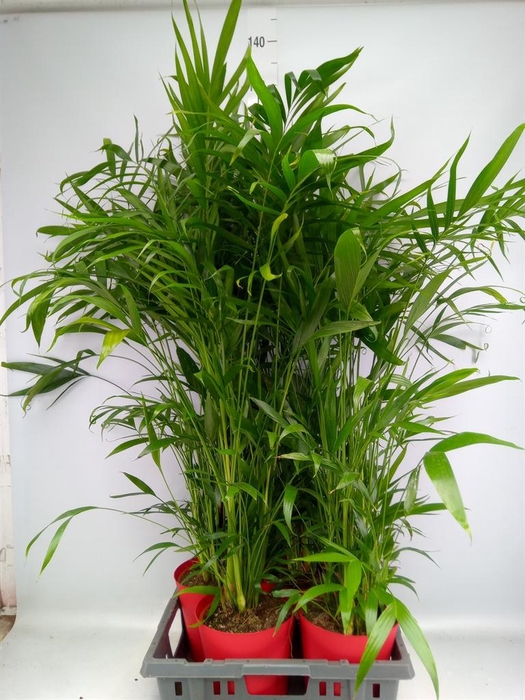 Chamaedorea cataractarum