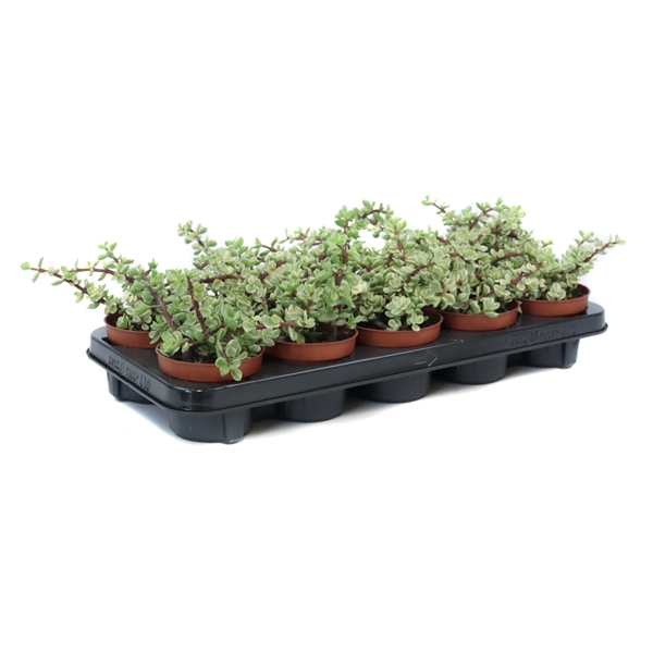<h4>Portulacaria afra variegata 10,5 cm</h4>
