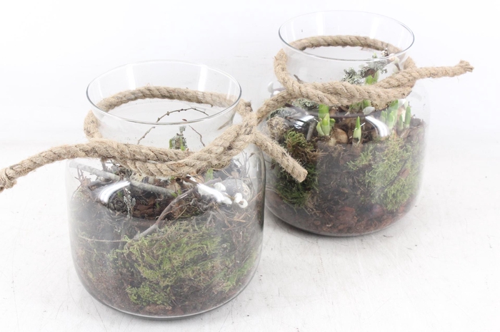 <h4>arr4 Bollenmix MB - Glas vase touw 285/5</h4>