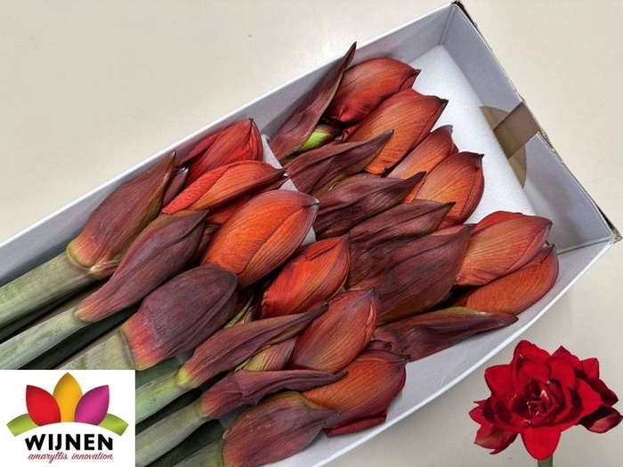 <h4>HIPPEASTRUM DG 'DOUBLE KING'</h4>