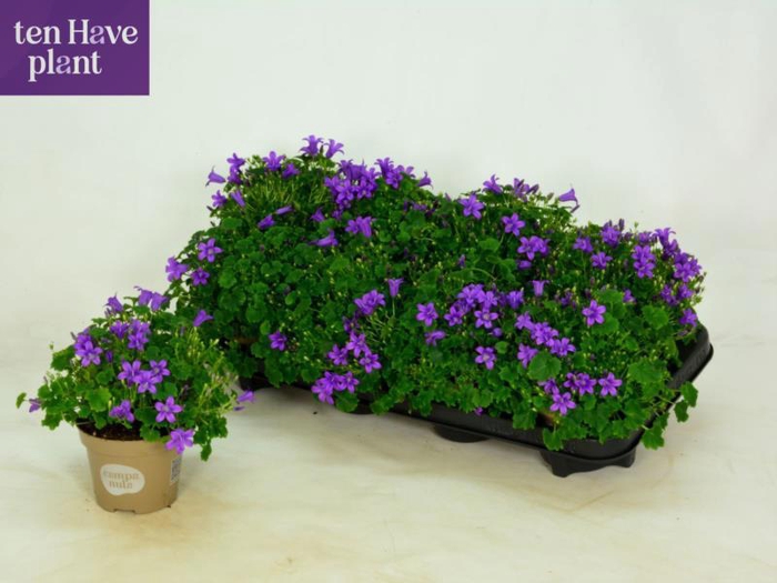 <h4>CAMP POR PORTO</h4>