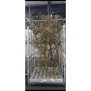 Corylus (6-jarig) Grillig