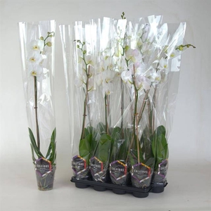 PHAL OV WIT