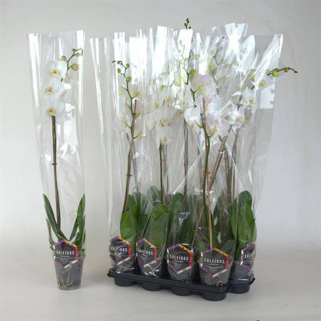 <h4>PHAL OV WIT</h4>