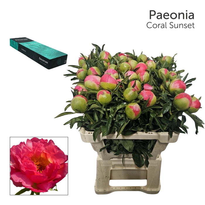 Paeonia 'Coral Sunset' Small Box 20