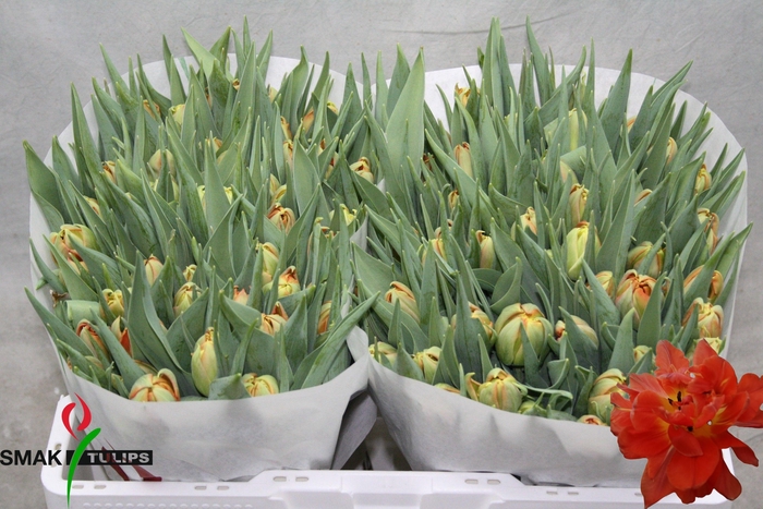 <h4>TU DU VIKING</h4>