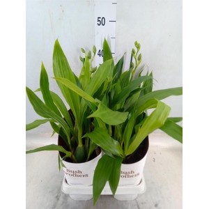 Zygopetalum  'Louisendorf'