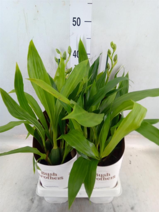 <h4>Zygopetalum  'Louisendorf'</h4>