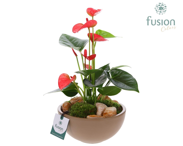 <h4>Schaal keramiek Moon Medium beige met Anthurium</h4>