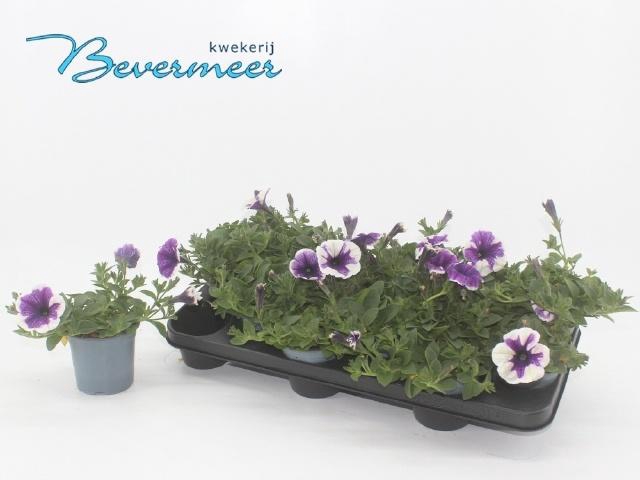 <h4>PET FAM LAVENDER</h4>