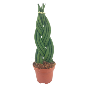 Sansevieria Cylindrica Braided 9 cm