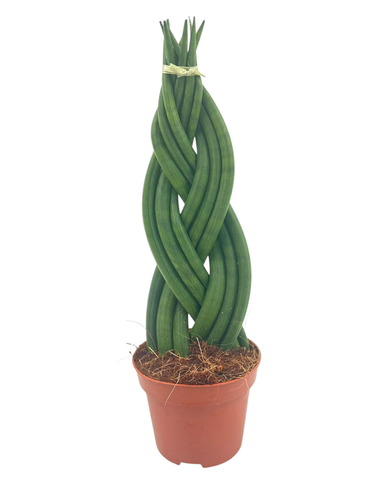 <h4>Sansevieria Cylindrica Braided 9 cm</h4>