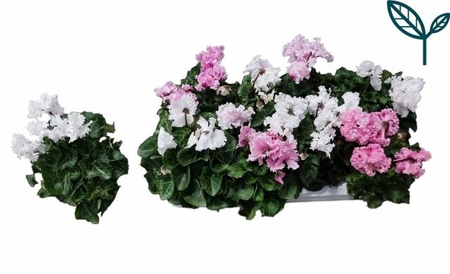 <h4>CYCL MD SUP MERENGUE</h4>