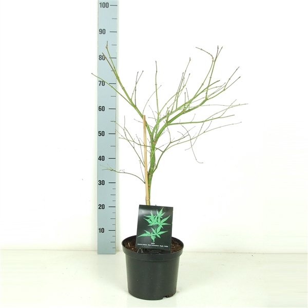 <h4>Acer palmatum 'Dissectum' P23</h4>