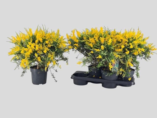 <h4>GENISTA X SP</h4>