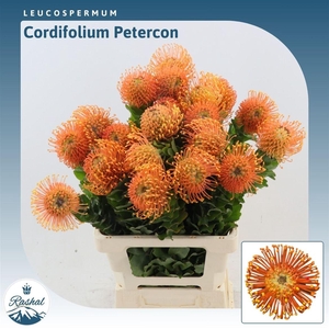 Leucospermum Peter Cone | Leafless
