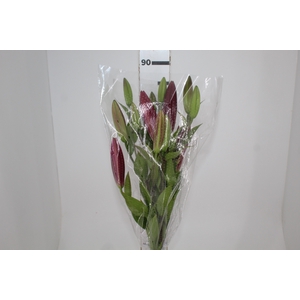 LIRIO TOUCHSTONE 090 CM HT 3/5 FLS