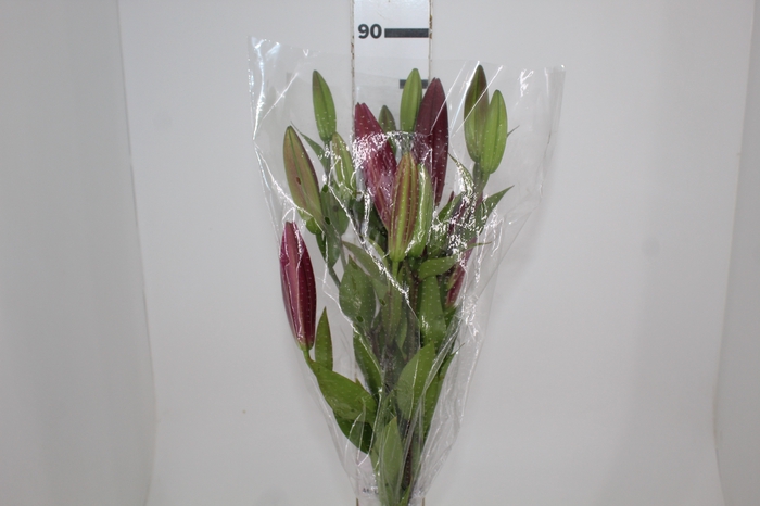 <h4>LIRIO TOUCHSTONE 090 CM HT 3/5 FLS</h4>