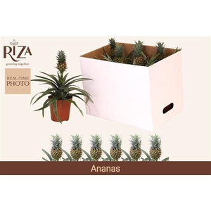 Ananas Corona 12Ø 35cm