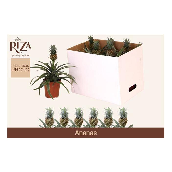 <h4>Ananas Corona 12Ø 35cm</h4>