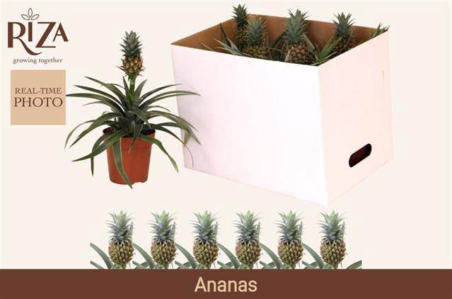 Ananas Corona 12Ø 35cm