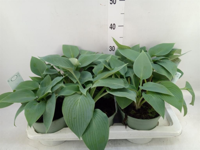 <h4>Hosta   ...</h4>