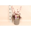 vaste planten 19 cm  Heuchera Hip Hip Hooray