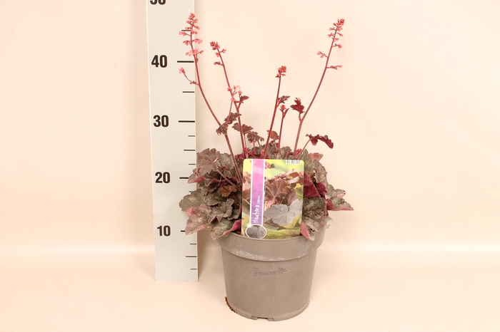 vaste planten 19 cm  Heuchera Hip Hip Hooray