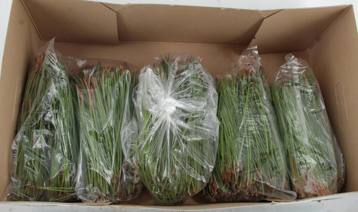 <h4>DECOGROEN OV</h4>