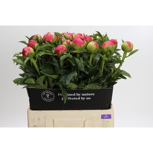 Paeonia Coral Sunset