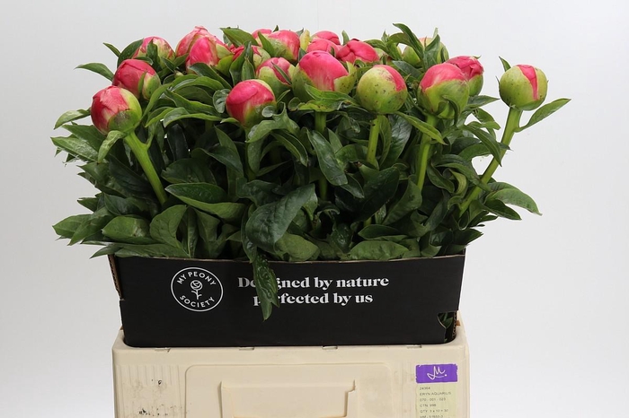 Paeonia Coral Sunset