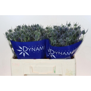 ERYN A BLUE DYNAMITE