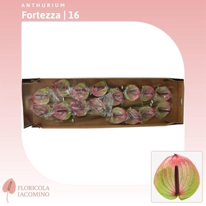 Anthurium Fortezza