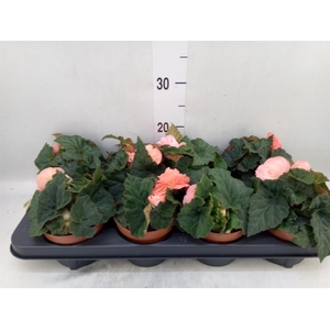 Begonia tuber. 'Tenella F1 Pink'