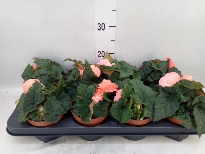 <h4>Begonia tuber. 'Tenella F1 Pink'</h4>